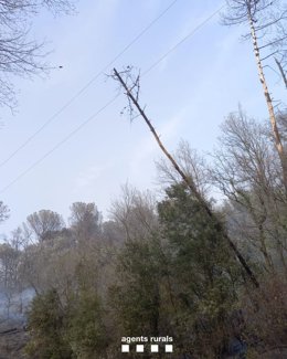 El pino caído sobre el tendido