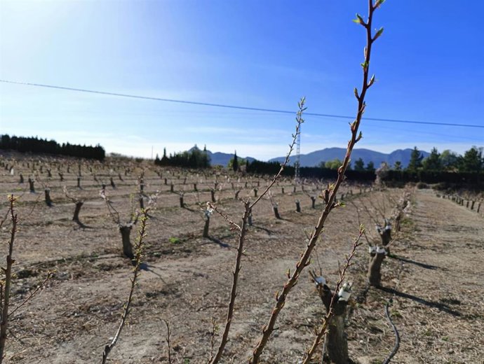 Imagen de archivo de cultivo leñoso en la Región de Murcia.