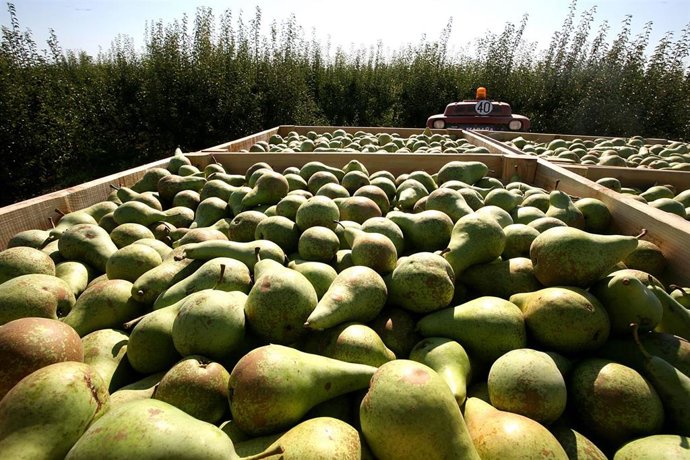 Archivo - Peras de Rincón de Soto
