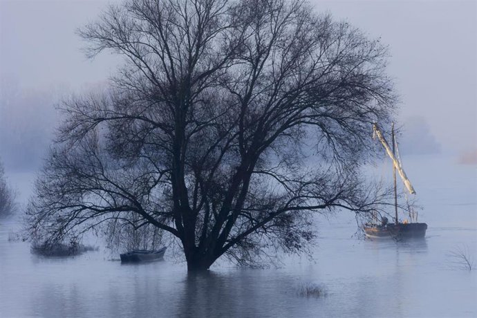 Archivo - Embarcaciones amarradas a un arbol en el río Loira, Francia
