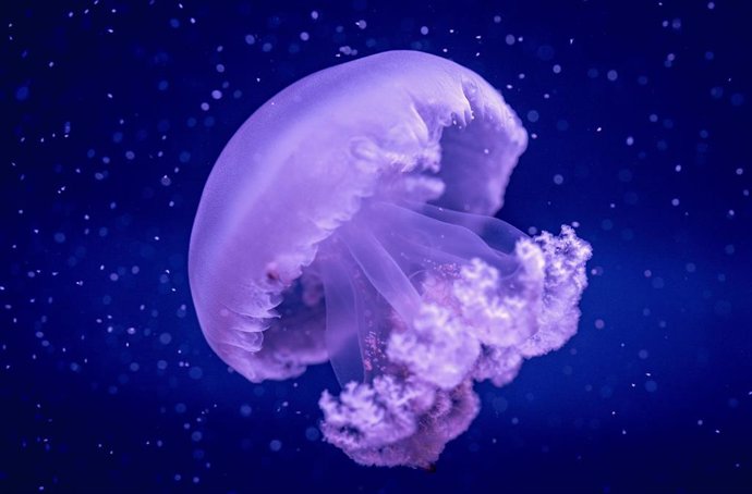 El Oceanogràfic es el único acuario español y de los pocos del mundo en exhibir la medusa gigante del Mediterráneo