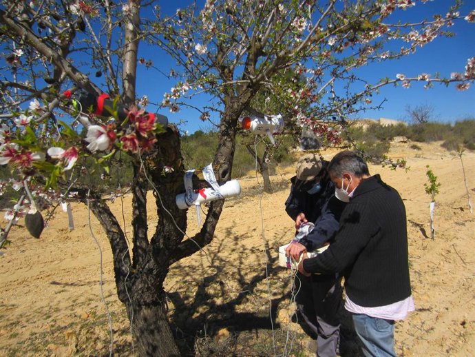 Trabajos de los investigadores del IMIDA para detectar plagas en el almendro.