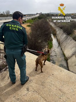 El Seprona rescata a un perro atrapado en un canal de aguas de la autovía A-3, en Zafra de Záncara.