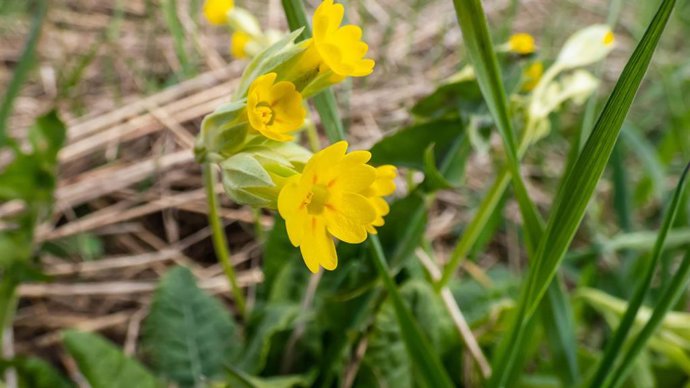 Recurso de una flor.