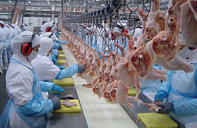 Trabajadores de matadero de aves
