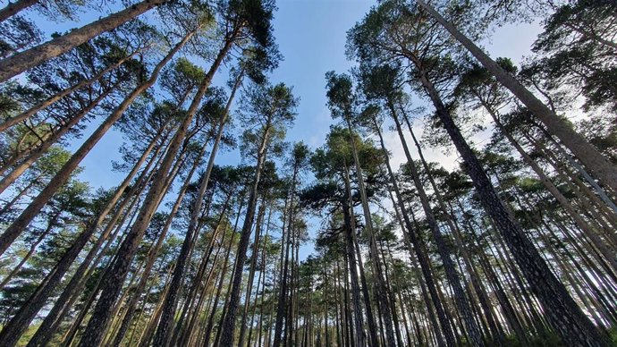 La Fundación COPADE pone en marcha el proyecto 'Bosque Innova', una iniciativa centrada en abordar el problema de despoblación en ciertos municipios forestales del sistema Ibérico Sur mediante la creación de empleo y emprendimiento verde.