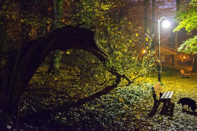 Archivo - Árbol caído en Polonia