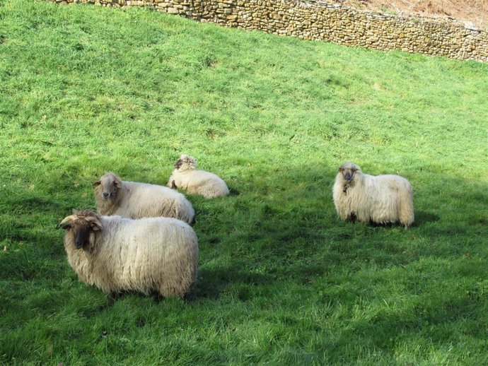 Archivo - Un grupo de ovejas pastando
