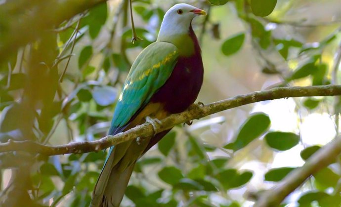 Una paloma frugívora wompoo en Queensland, Australia. Desentrañar un misterio genético reveló que los flamencos y las palomas están relacionados más lejanamente de lo que se pensaba