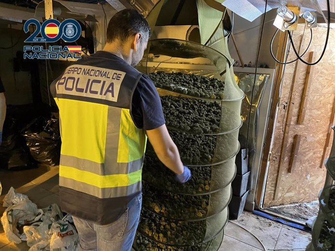 Una de las plantaciones desmantelada por la Policía