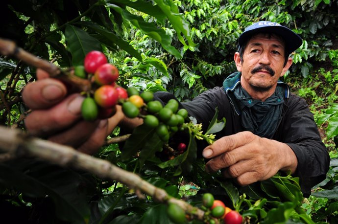 Archivo - Un trabajador cafetero en Colombia