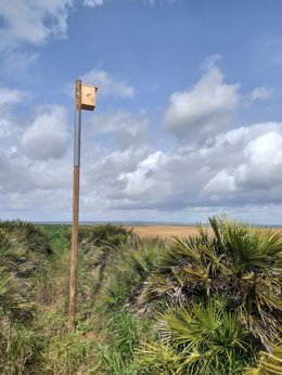 Caja nido para carraca europea en la campiña onubense.