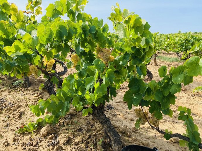 Archivo - Explotación de viñedos en la provincia de Cádiz.