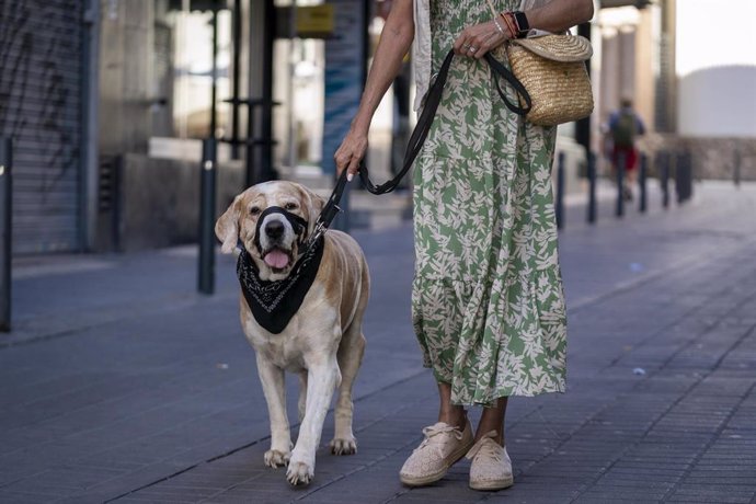 Archivo - Una mujer pasea a un perro el día en el que entra en vigor la Ley del Bienestar Animal, a 29 de septiembre de 2023, en Madrid (España). 