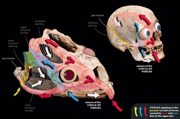 Fuerzas durante la alimentación y cómo actúan sobre el cráneo de un ser humano y uno de los primeros reptiles (Stenaulorhynchus stockleyi), que vivió en África hace 280 millones de años.
