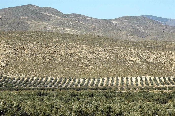 Archivo - Campo, Cultivos, Montaña