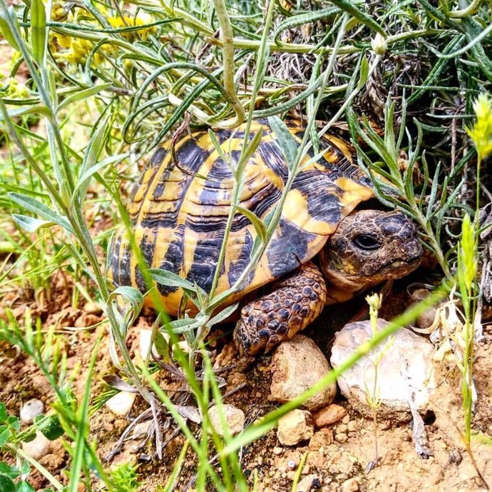 Un ejemplar de tortuga mediterránea