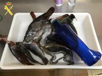 Pillado in fraganti cuando realizaba pesca submarina de noche con un fusil en Tenerife