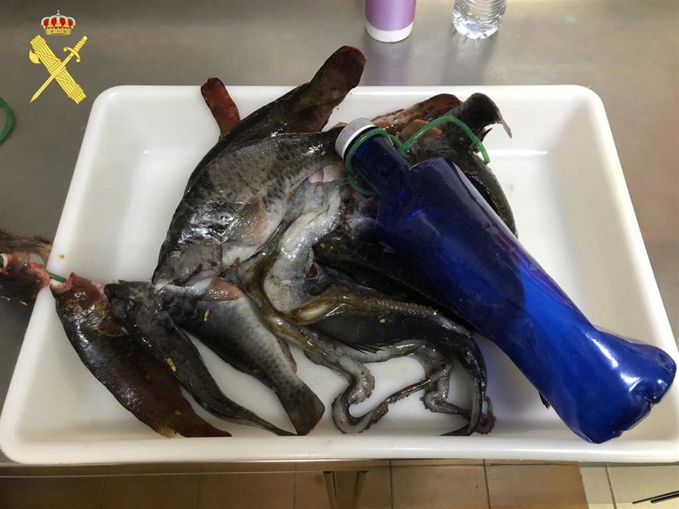 Capturas intervenidas por la Guardia Civil a un pescador furtivo en Tenerife