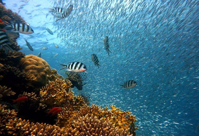 Imagen de recurso de corales y peces