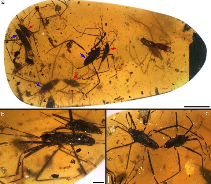 La pareja de zancudos acuáticos Burmogerris rarus, del ámbar de Myanmar.