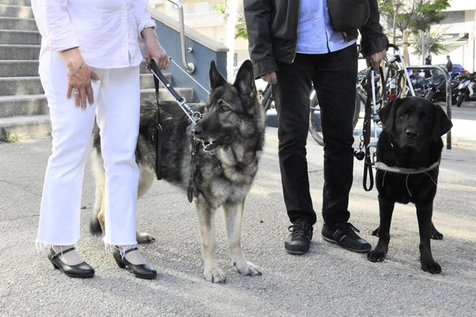 Perros guía.