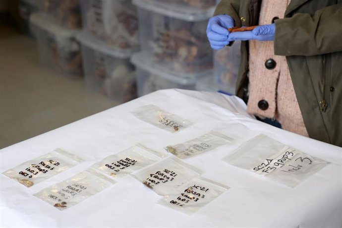 Archivo - Una persona muestra la pluma estilográfica exhumada en la fosa de la sindicalista Aurora Picornell.