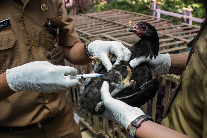 Archivo - 06 March 2023, Indonesia, Bandung: An Officer from the Bandung City Food Security and Agriculture Office (DKPP) injects an inactivated ND+AI combination vaccine into a chicken as a preventive against Avian Influenza (H5N1) in Bandung. 