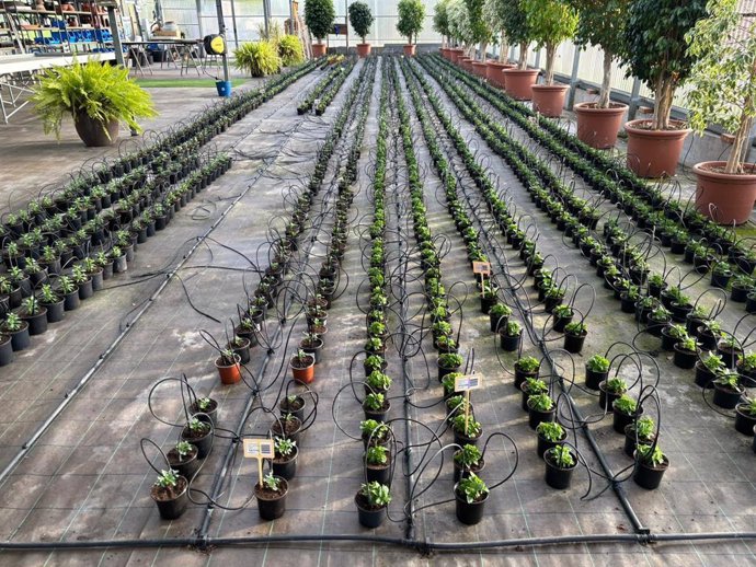 Flores que próximamente se plantarán en Camargo