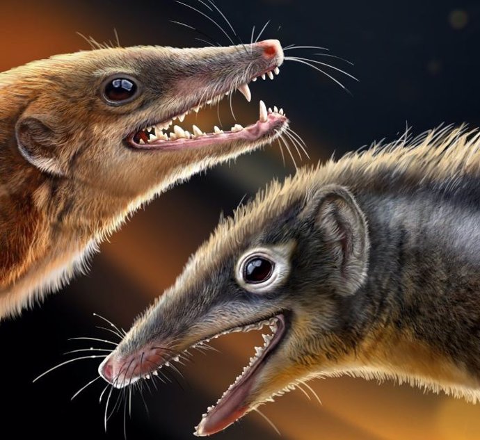 Reconstrucción ecológica de Feredocodon chowi (derecha) y Dianoconodon youngi (izquierda).