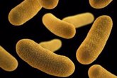 Foto: Una nueva clase de antibióticos demuestra efectividad contra bacterias resistentes a múltiples fármacos