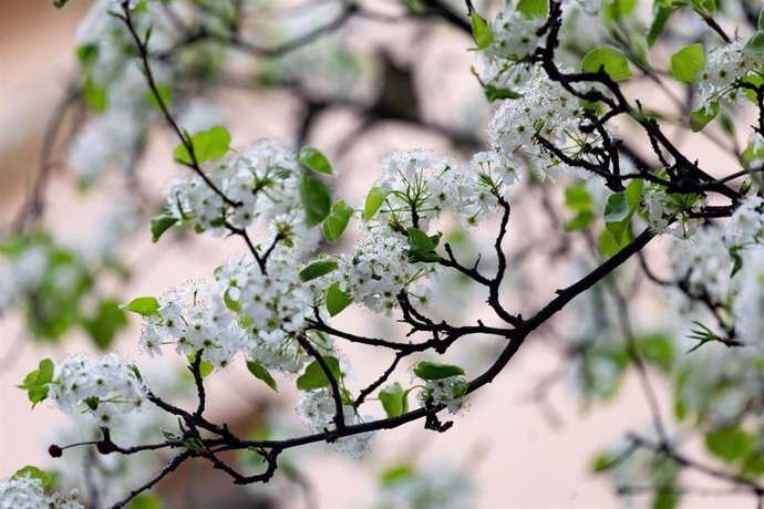 Árboles en flor durante el primer día de primavera, a 20 de marzo de 2024, en Madrid (España)