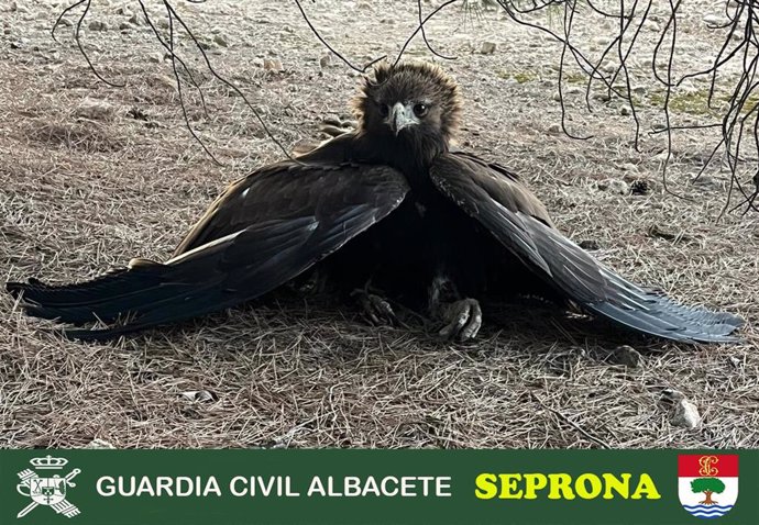 Sucesos.- La Guardia Civil recupera un ejemplar joven de águila real herida por descarga eléctrica en Albacete