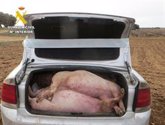Foto: Desarticulado un grupo que cometía robos en explotaciones agropecuarias de Albacete interceptado con 12 cerdos