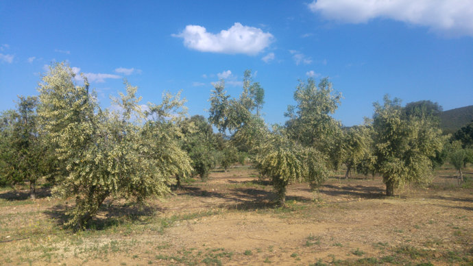 Olivos en el Campus de Rabanales de la UCO, donde se ubica el Banco de Germoplasma de Olivo.