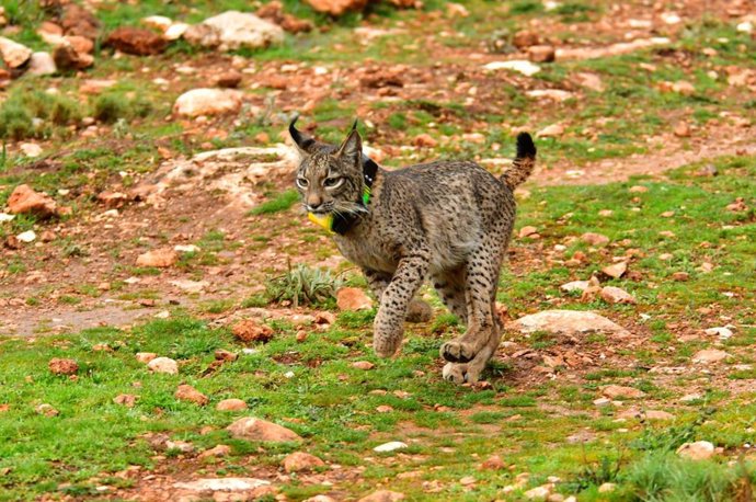 Archivo - Un ejemplar de lince ibérico.