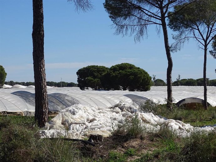 Ecologistas en Acción avisa de que la agricultura "hiperintensiva" agrava las amenazas a Doñana o el Mar Menor. Imagen de Doñana.