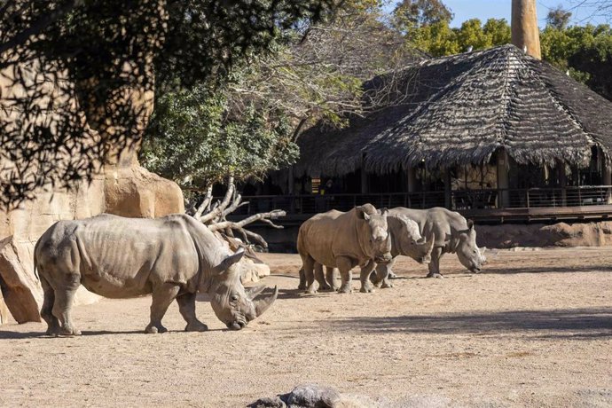 Archivo - Rinocerontes en la Sabana del centro