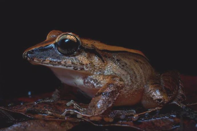 La rana de hojarasca (Haddadus binotatus) emite una llamada de socorro en frecuencias que los humanos no pueden oír pero los depredadores sí.