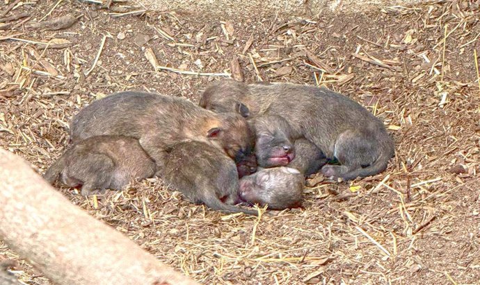 Crías de dhole en Terra Natura Benidorm