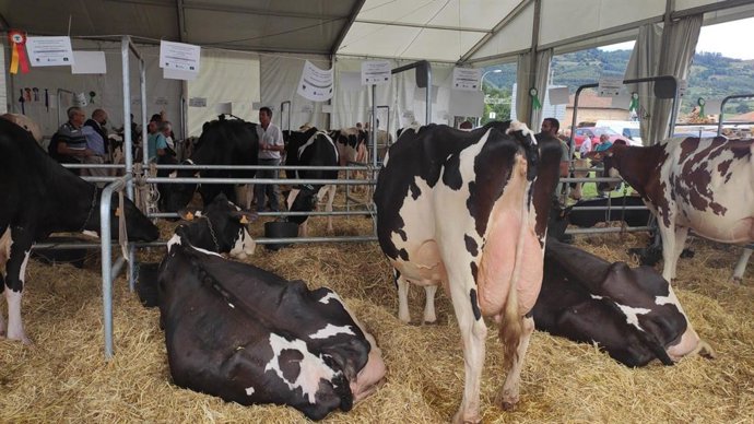 Archivo - Mercado de ganado en Villaviciosa, vacas, rural, sector primario