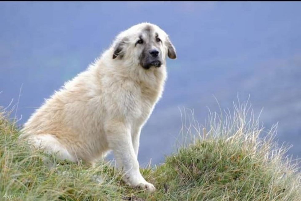Archivo - Chulo, el mastín cuyo robo ha sido denunciado por un ganadero de Asón, en Arredondo. Asegura que es suyo el cachorro, que se lo llevó del monte una tiktoker al pensar que estaba abandonado y lo dio en adopción tras comprobar que no tenía micro