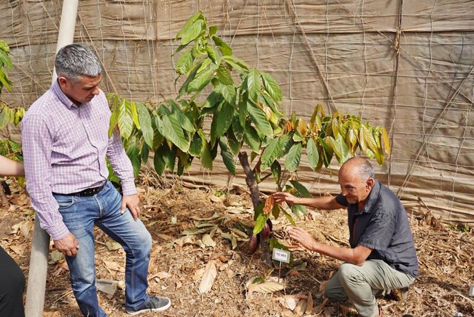 El consejero de Agricultura, Ganadería y Pesca del Gobierno de Canarias, Narvay Quintero, en una visita a una finca de cacao en Valle de Guerra