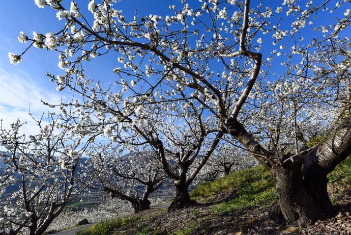 Archivo - Varios árboles de cerezo durante su floración.