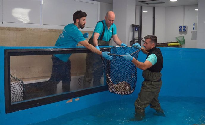 Traslado de las especies marinas a la nueva Isla de las Rayas en Sea Life Benalmádena