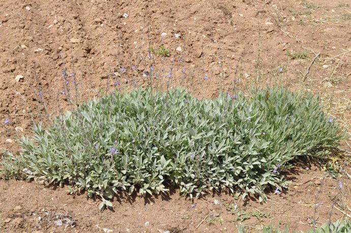 Un estudio del IRIAF revela perspectivas "prometedoras" para el cultivo de la salvia española