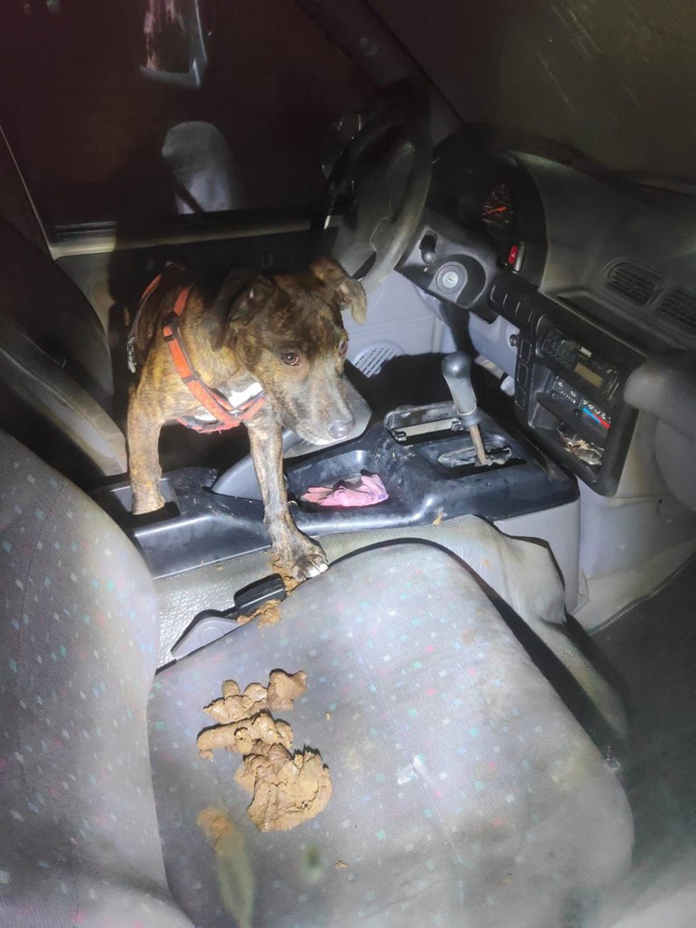 Perro rescatado por la Policía Municipal.