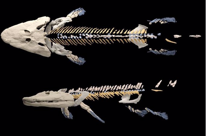 Nueva reconstrucción del esqueleto de Tiktaalik roseae, un pez fósil de 375 millones de años.