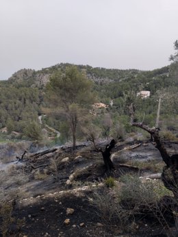Extinguido el incendio de Alconàsser tras calcinar casi una hectárea de pinar.