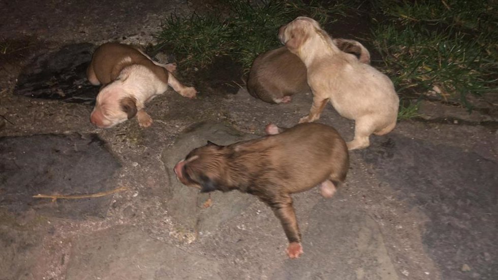Archivo - APA Rioja ha relatado cómo se están encontrando cachorros